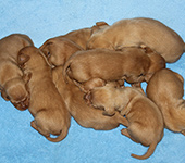 Hungarian (Magyar) Vizsla puppies